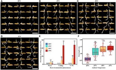 Ambient temperature regulates root circumnutation in rice through the ethylene pathway: transcriptome analysis reveals key genes involved
